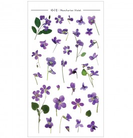 DA5554 압화스티커 (제비꽃)